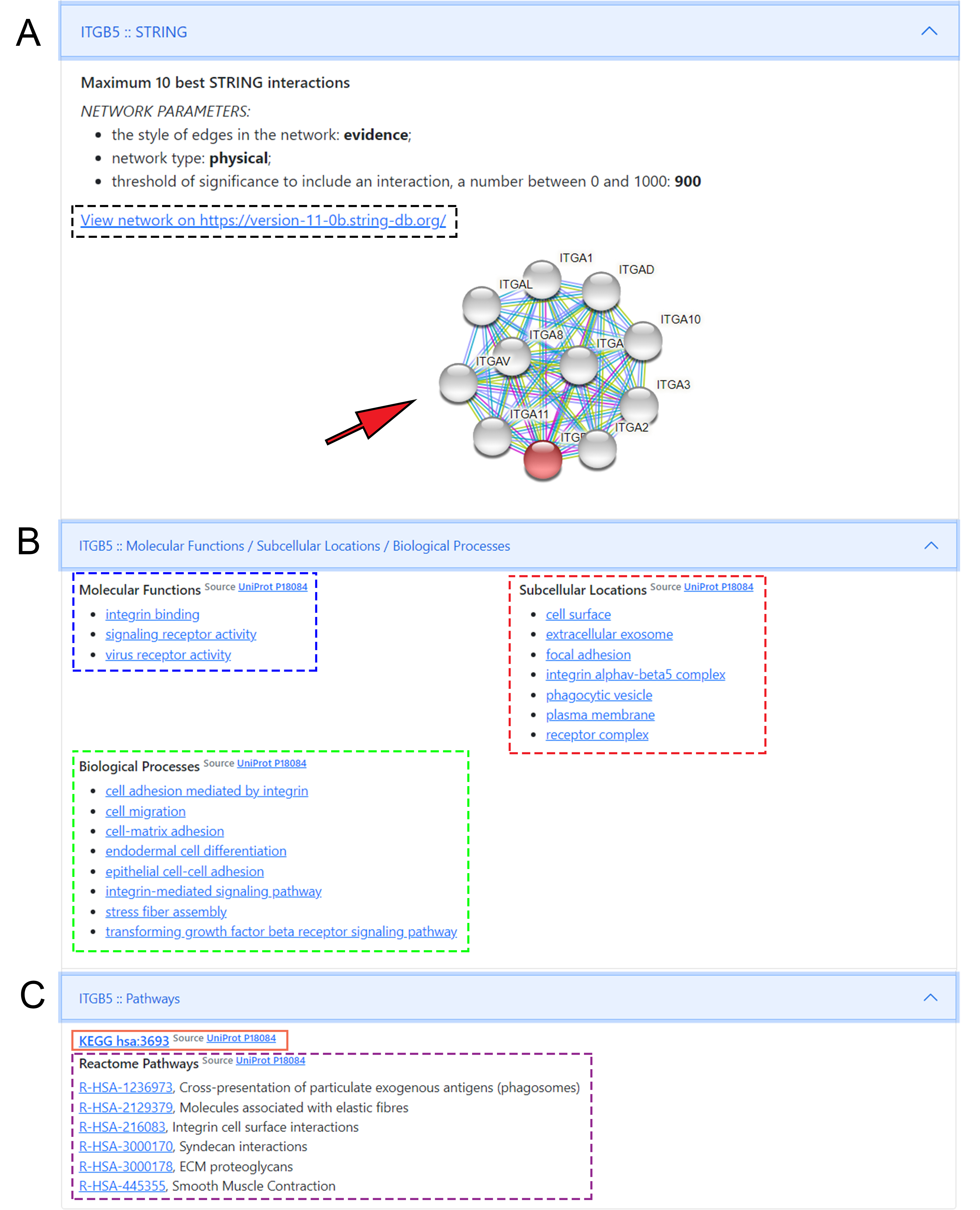 Molecular background of druggable targets - Details on the molecular background of druggable targets: Panel A shows the network map from STRING with static string map and hyperlink to STRING DB entry. Panel B displays hyperlinks to “molecular function”, “biological processes” and “subcellular localisation” to browse the UniProt database on molecular background. By clicking directly on the titles, we can access a specific function. Panel C shows hyperlinks to visualize KEGG and Reactome pathways of the selected target. For Reactome, clicking on individual pathway titles we can directly access the infographic of the given pathway.